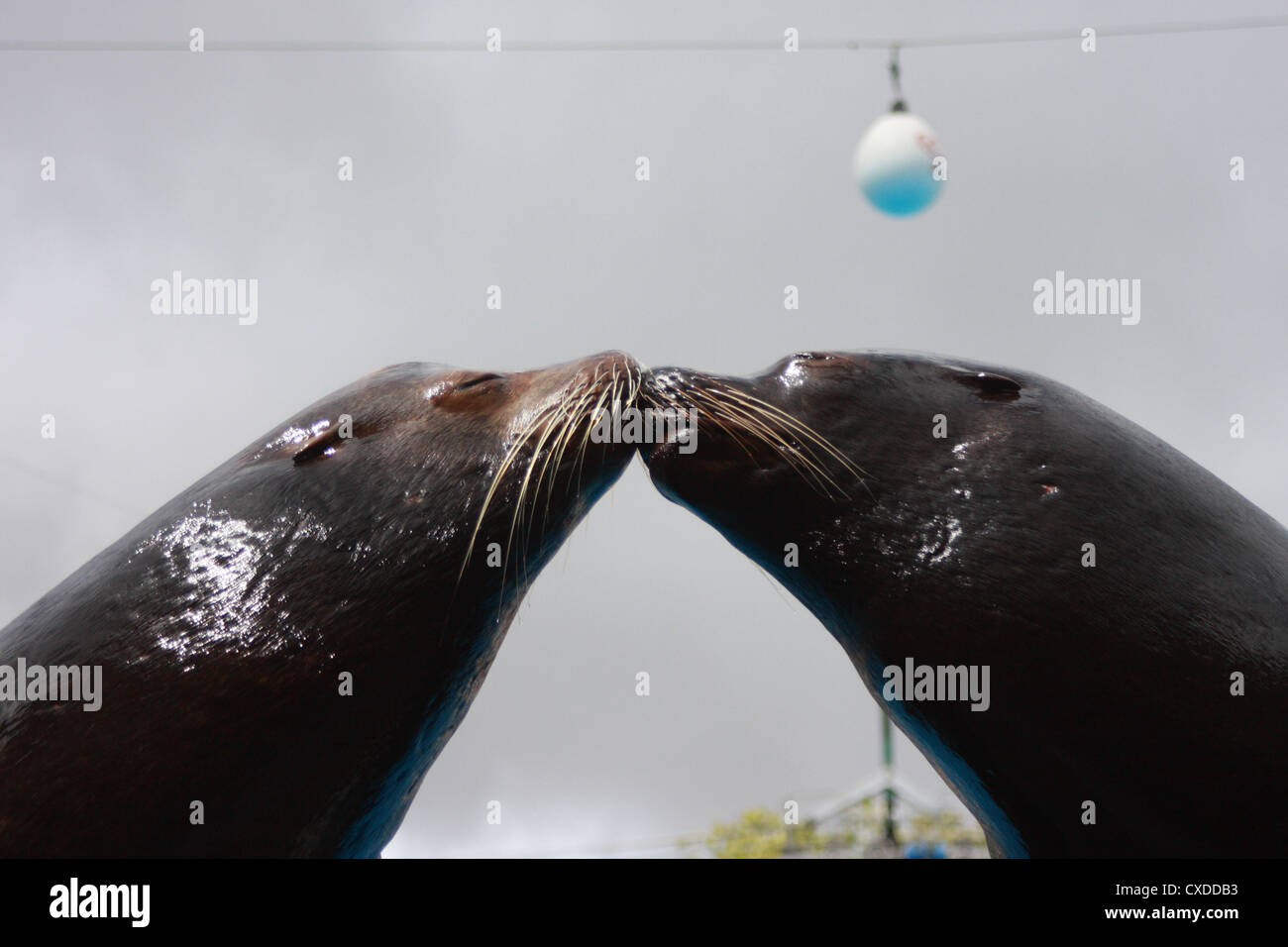 Seals kissing hires stock photography and images Alamy