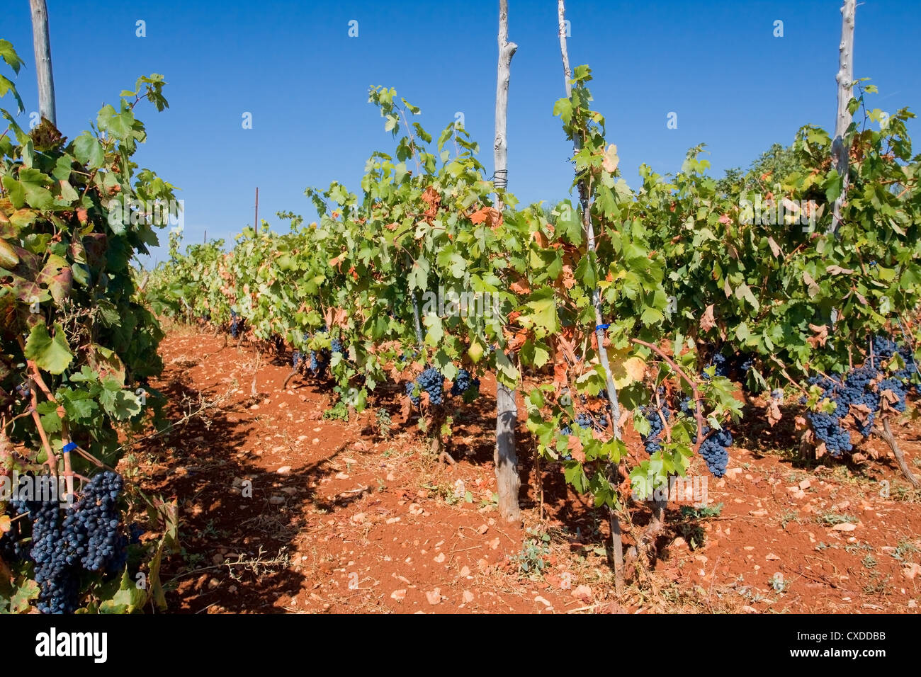 Rows of Grape Vines in Vineyard Stock Photo