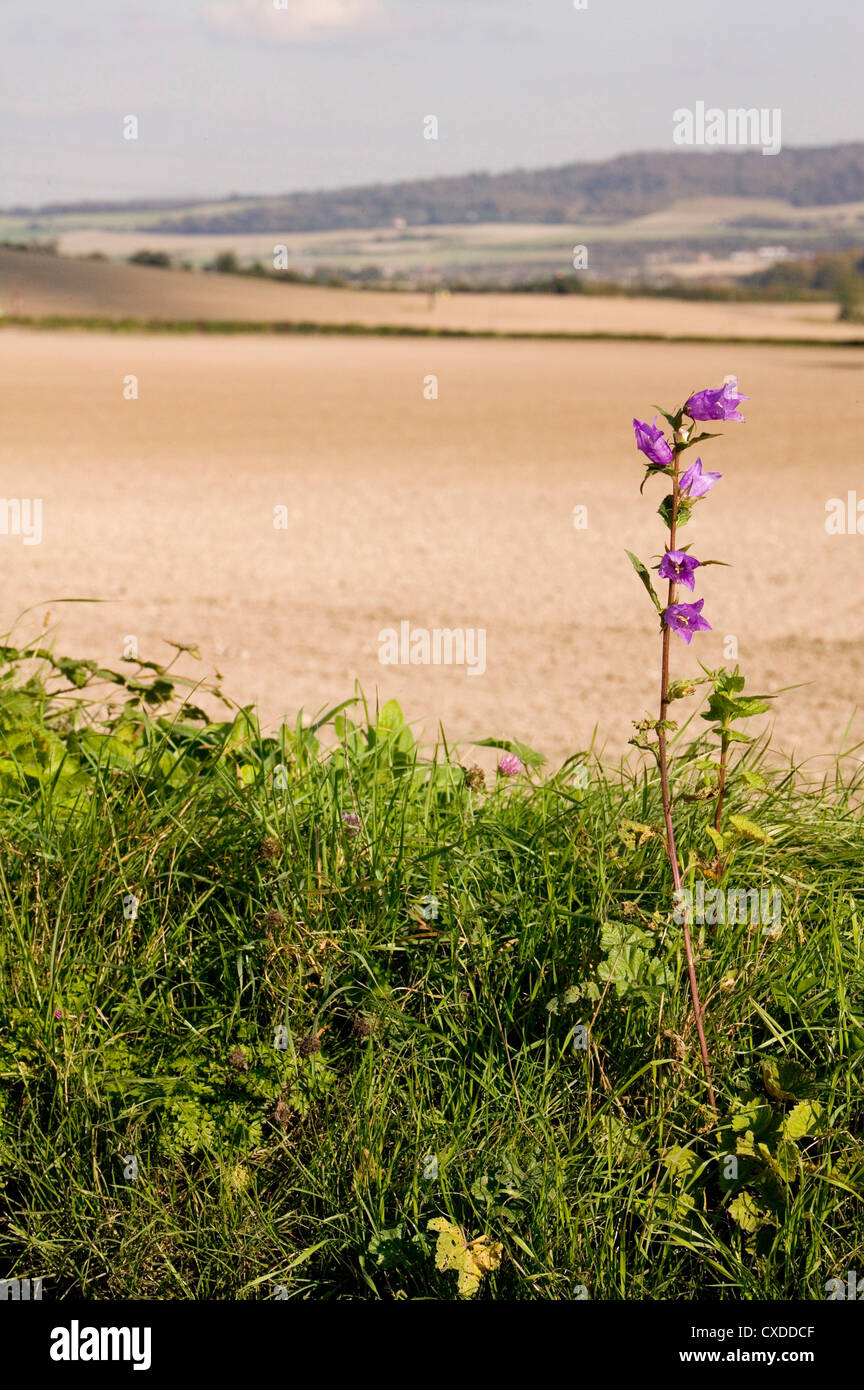 Snodland, Weald of Kent, England, UK Stock Photo Alamy