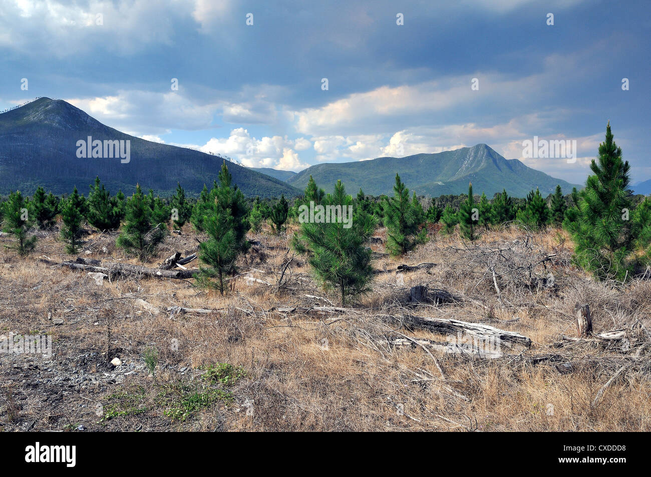 Grass trees in mountains hi-res stock photography and images - Alamy
