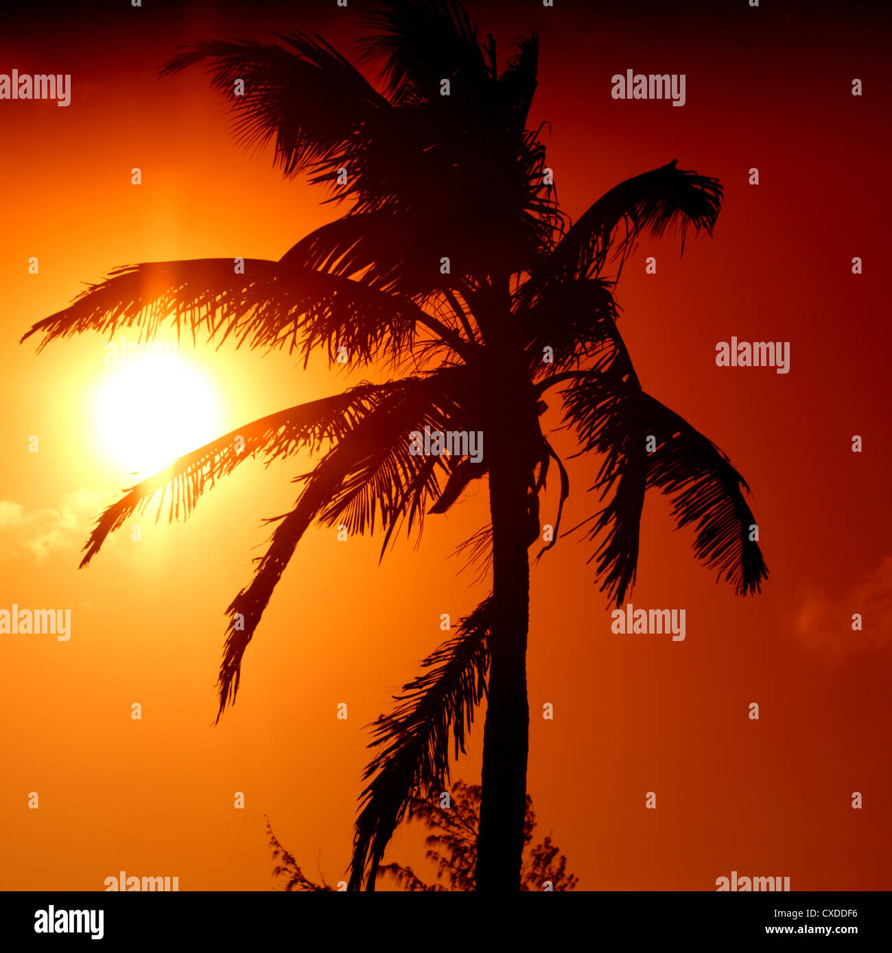 palm in yellow sunrise sky Stock Photo Alamy