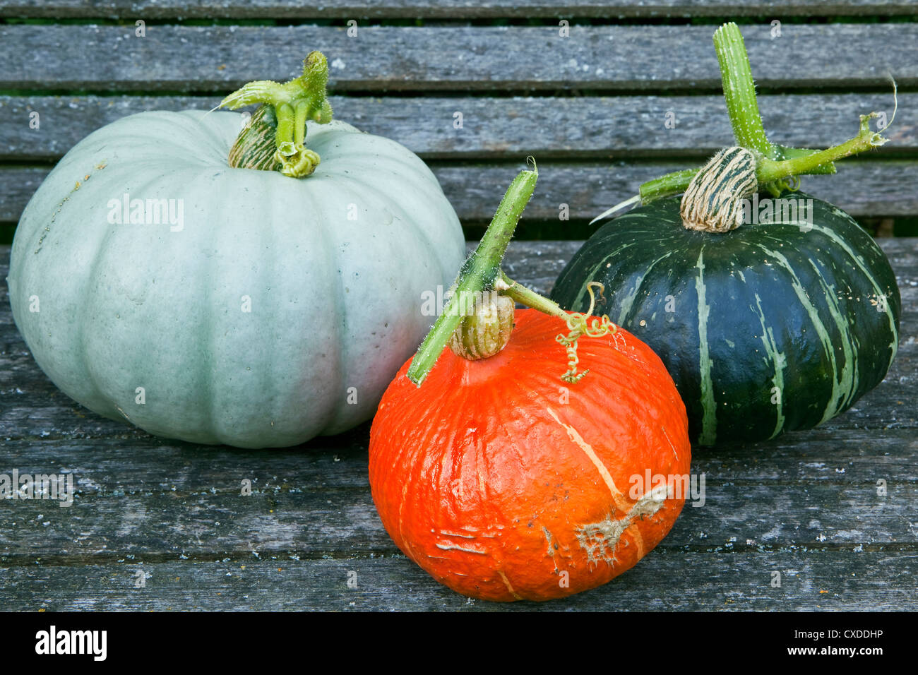 Three different varieties of vegetable squash displayed on a bench for comparison. Stock Photo