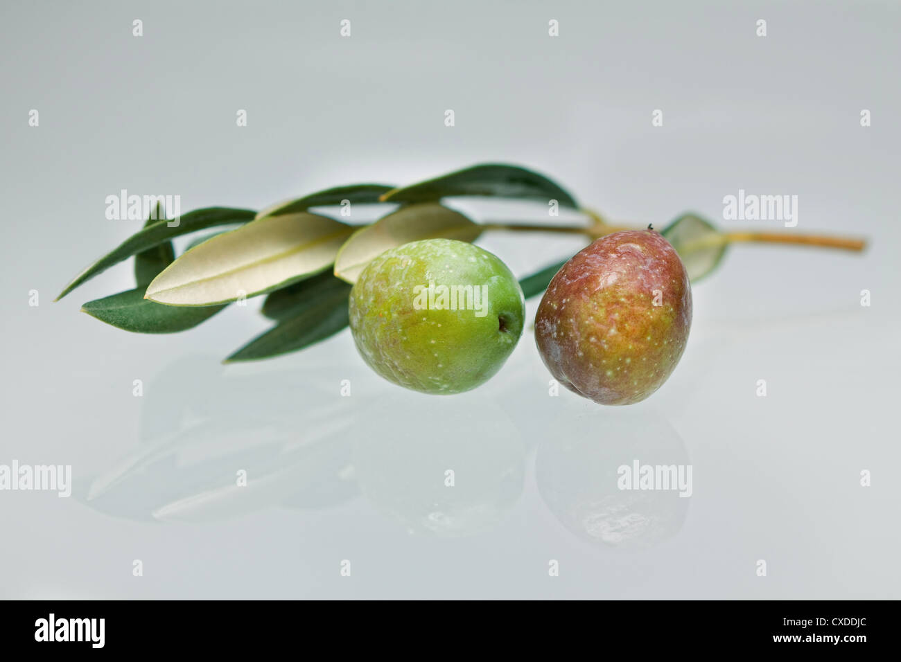 Olive on branch Stock Photo