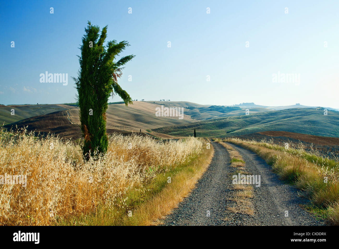 Beauty typical morning tuscan landscape Stock Photo