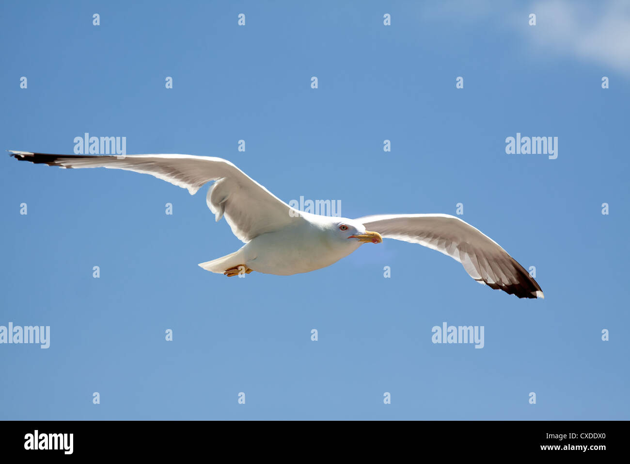 Sea bird seagull. nature closeup Stock Photo