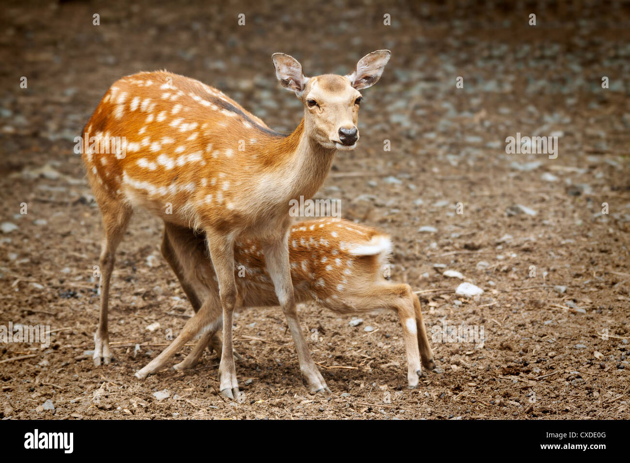 Doe nursing her young fawn Stock Photo