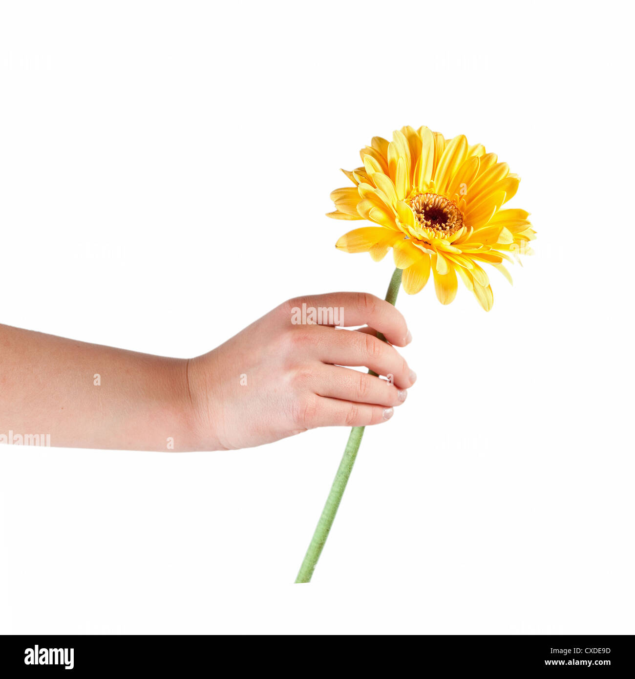 Flower in hand isolated on white background Stock Photo