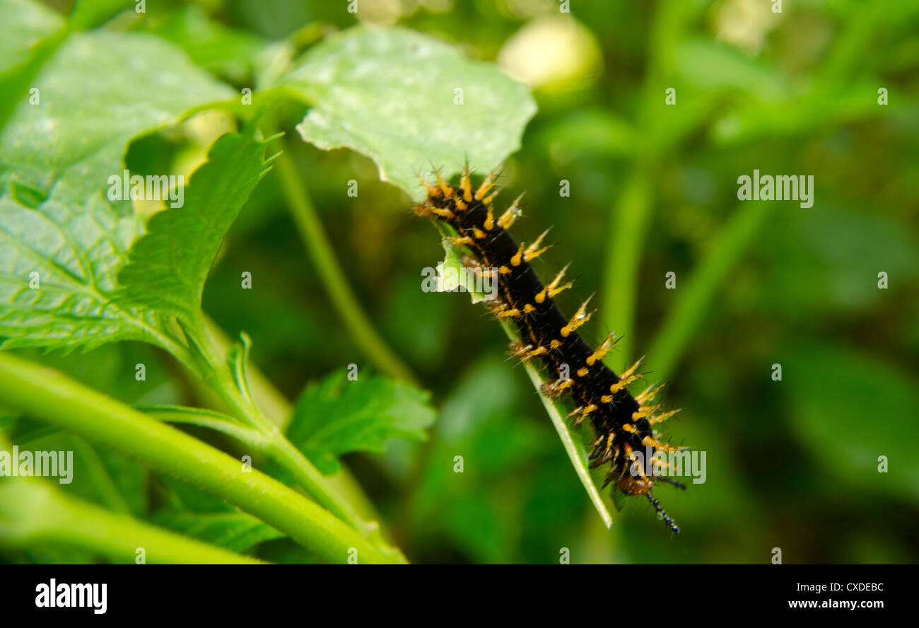 Spiky caterpillar eating a leaf Stock Photo Alamy