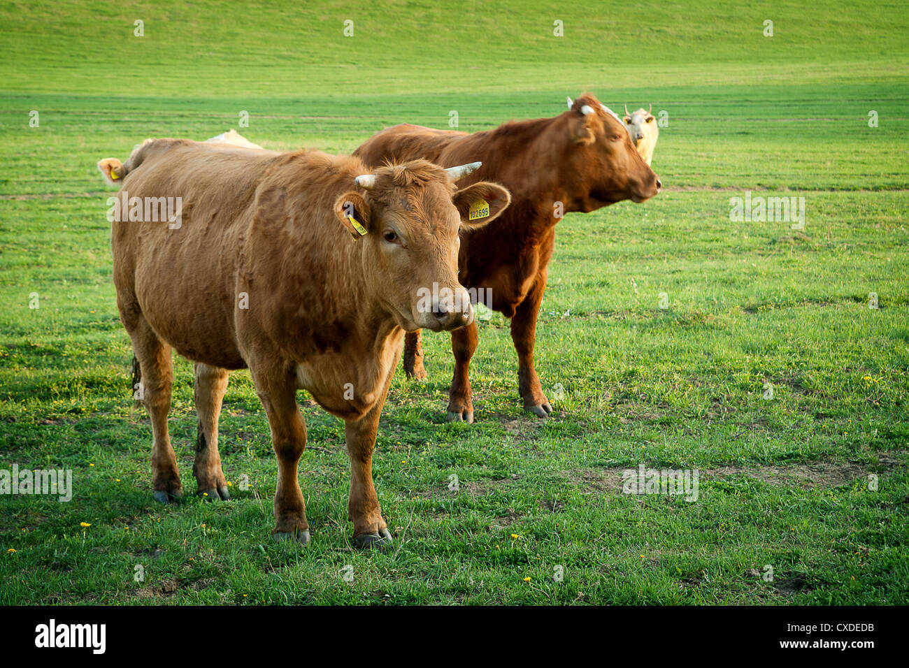 Group of brown cows in a pasture Stock Photo - Alamy
