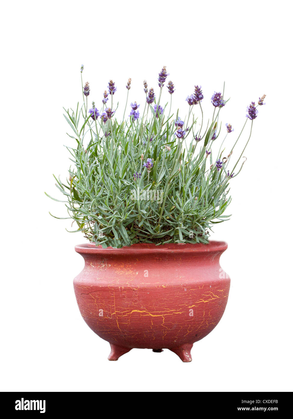 Fresh lavender in terracotta pot Stock Photo