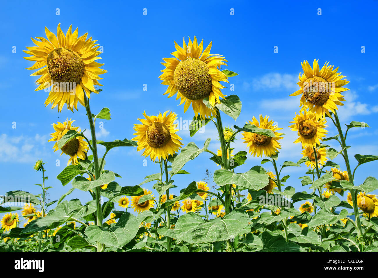 a field full of sunflowers Stock Photo - Alamy