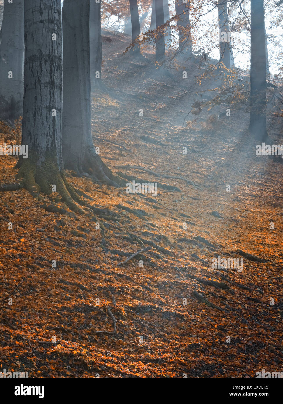 Sunlight through trees hi-res stock photography and images - Alamy