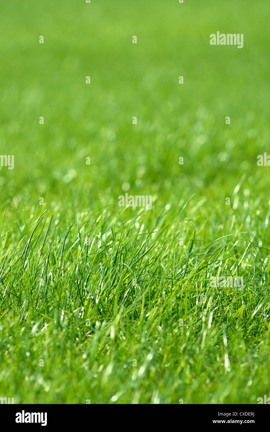 green grass background Stock Photo - Alamy