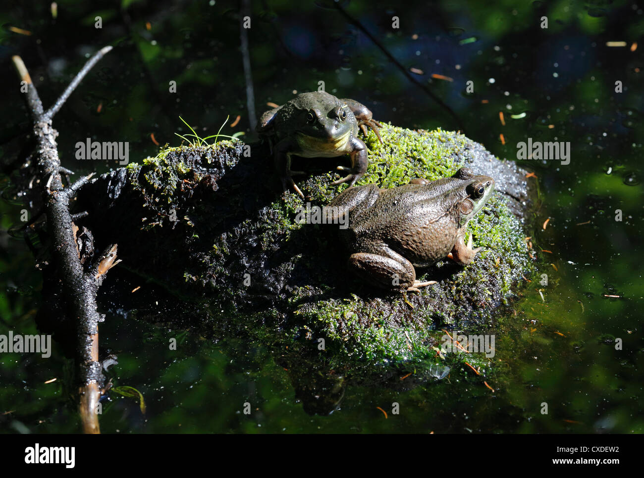 Bull frogs hi-res stock photography and images - Alamy