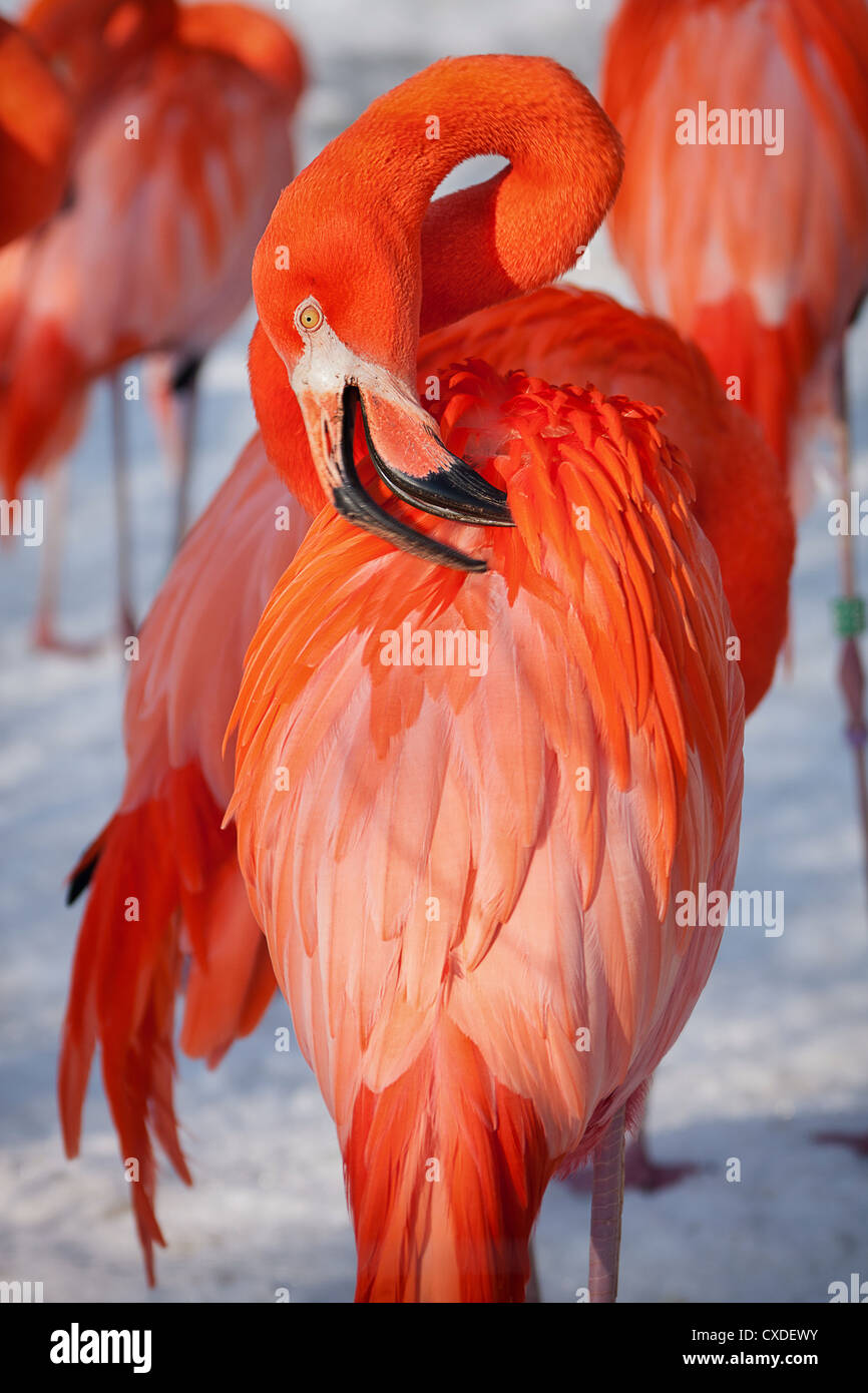 Portrait of a Caribbean Flamingo Stock Photo