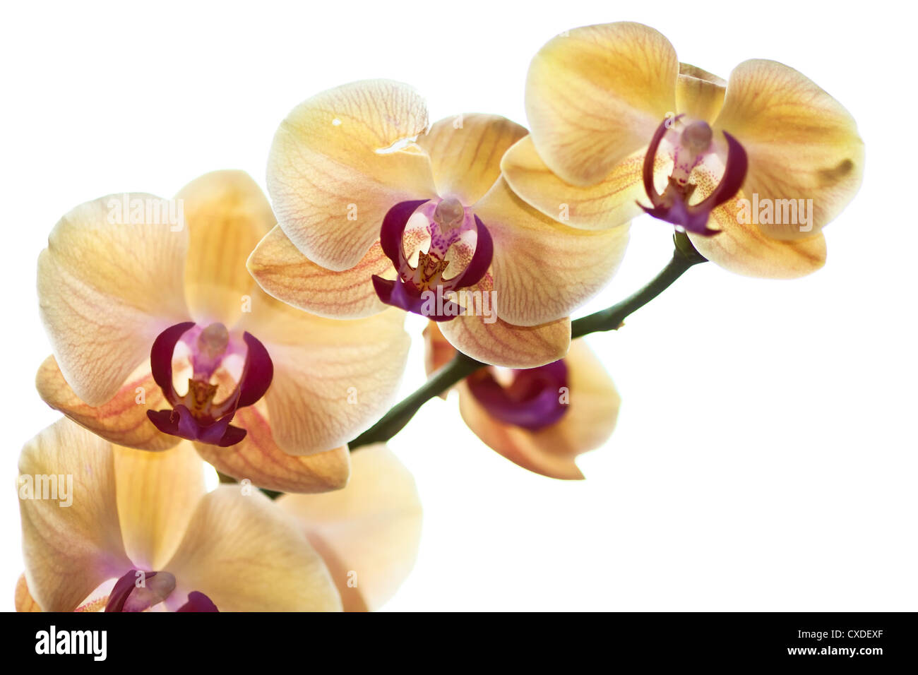 Beautiful Yellow  Orchid Stock Photo