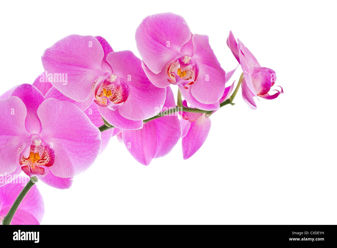 Beautiful pink Orchid Stock Photo