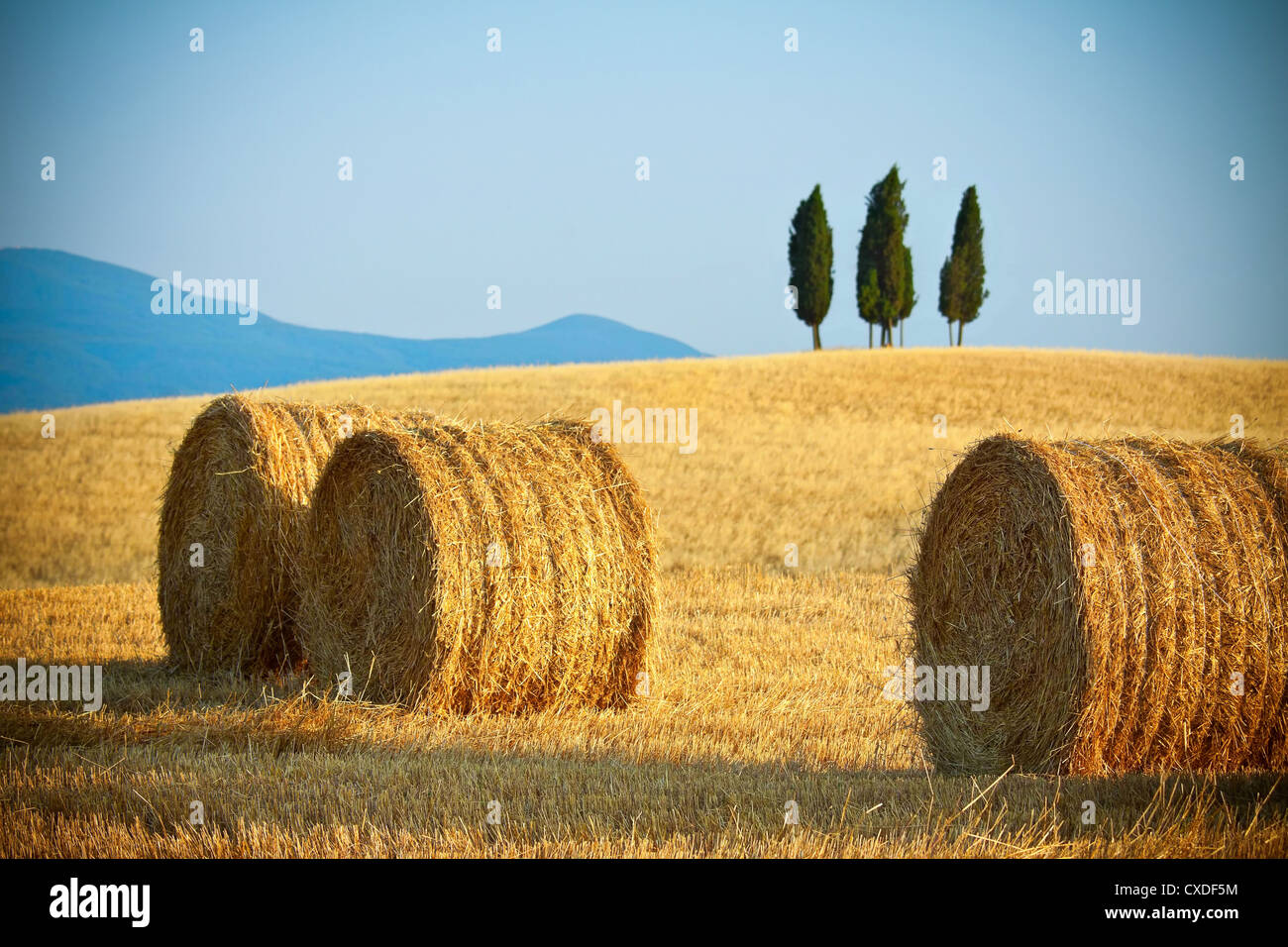 Tuscany summer landscape Stock Photo