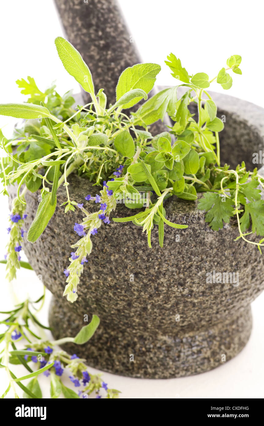 Herb stein hi-res stock photography and images - Alamy