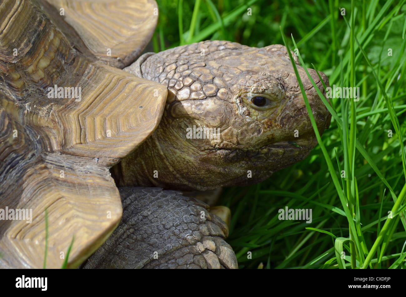 Tortoise eye hi-res stock photography and images - Alamy