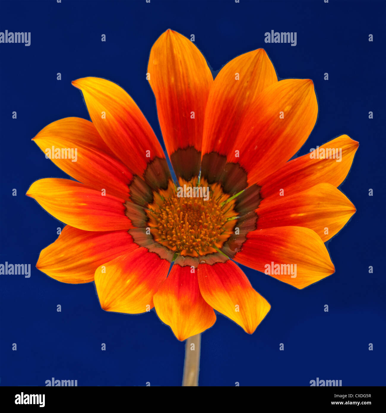 Gazania on blue background Stock Photo