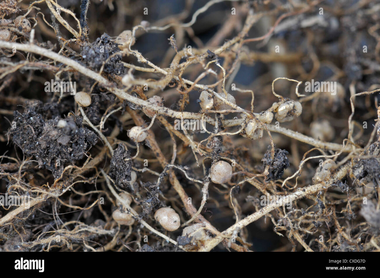 Nodules containing nitrogen fixing bacteria on root of runner bean. Stock Photo