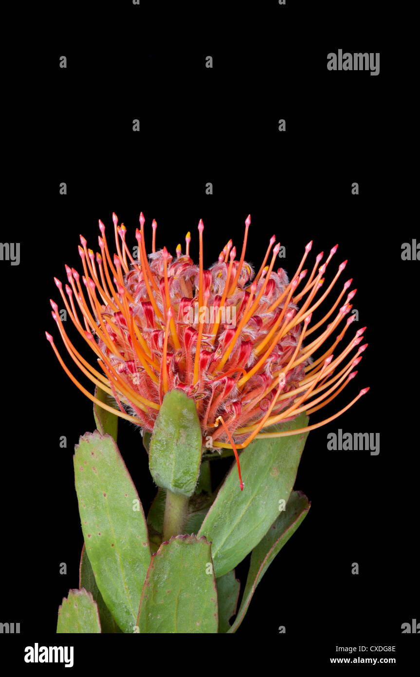 Pin Cushion Protea: Leucospermum cordifolium Stock Photo