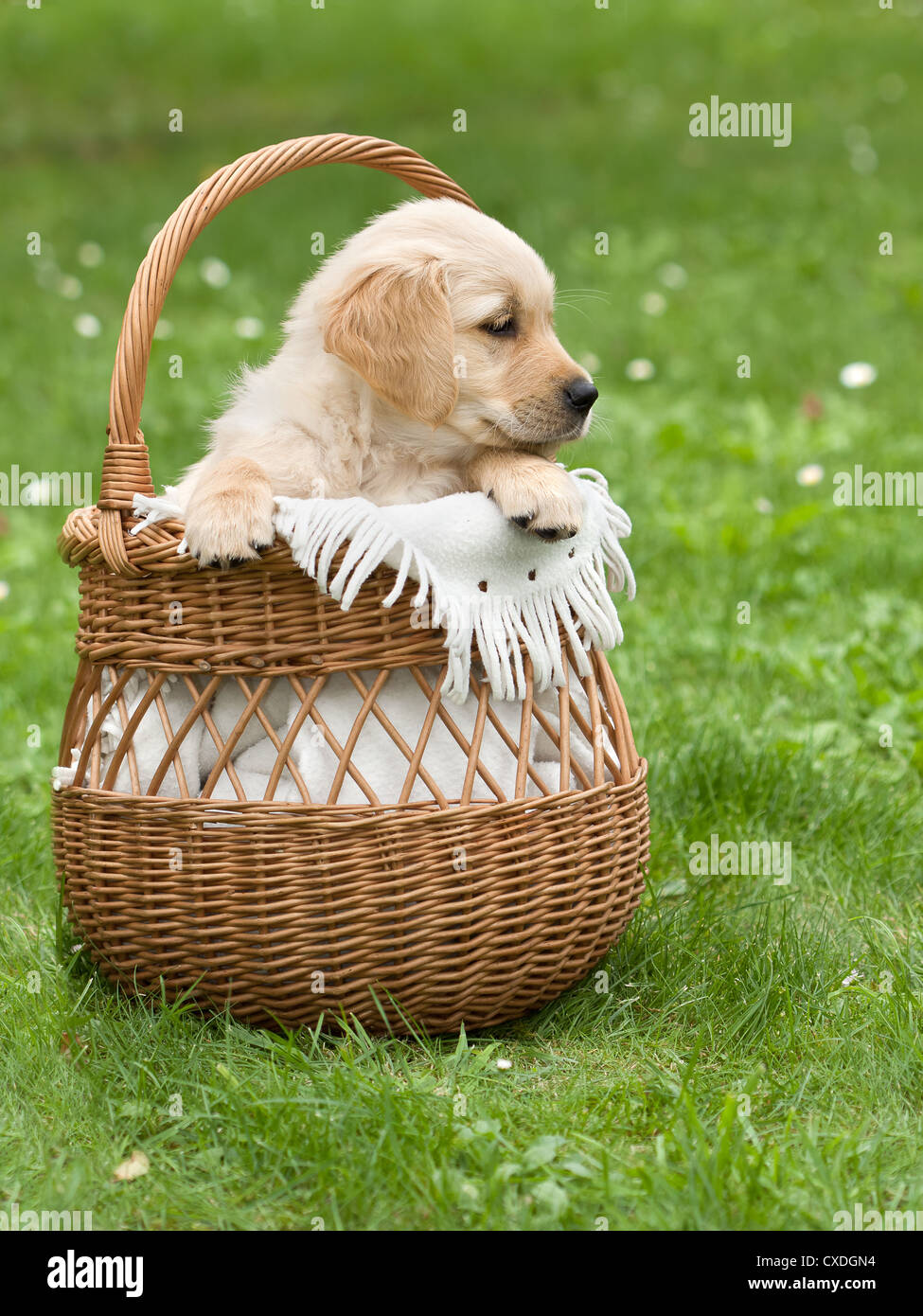 golden retriever puppy in basket