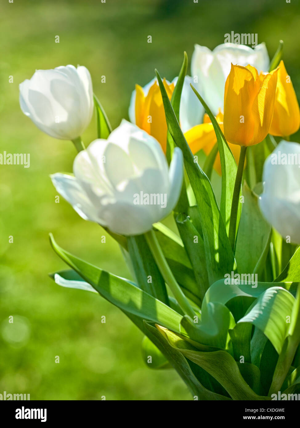 Spring Flowers Stock Photo