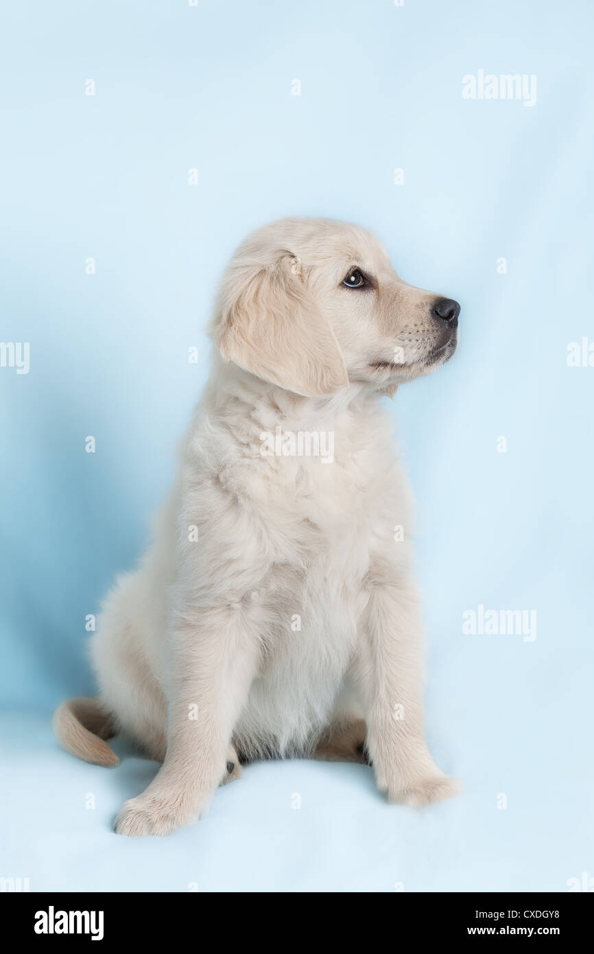 Beautiful small puppy on blue background - golden retriever Stock Photo ...