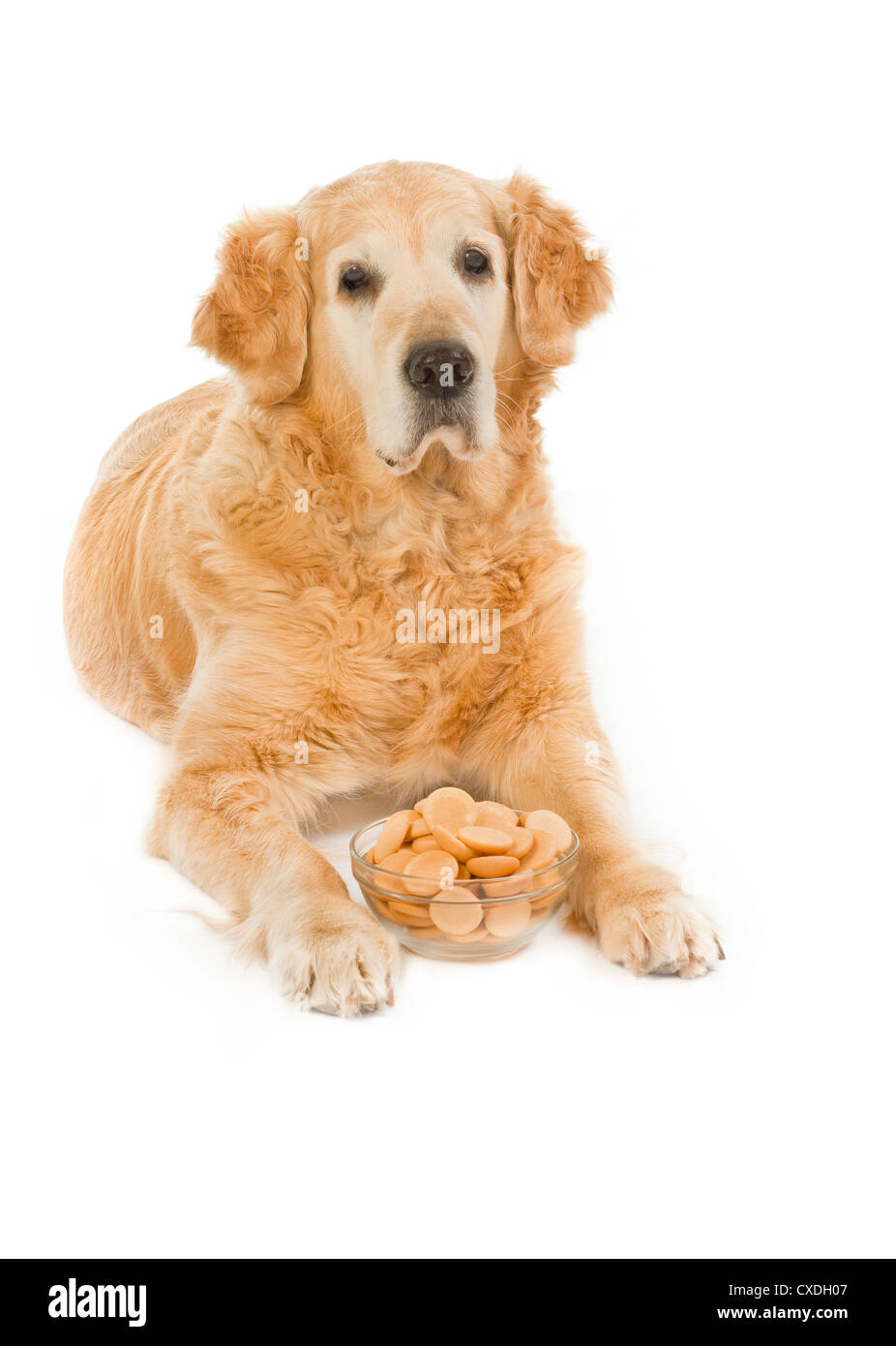 Golden retriever with saucer full sponge - biscuits Stock Photo