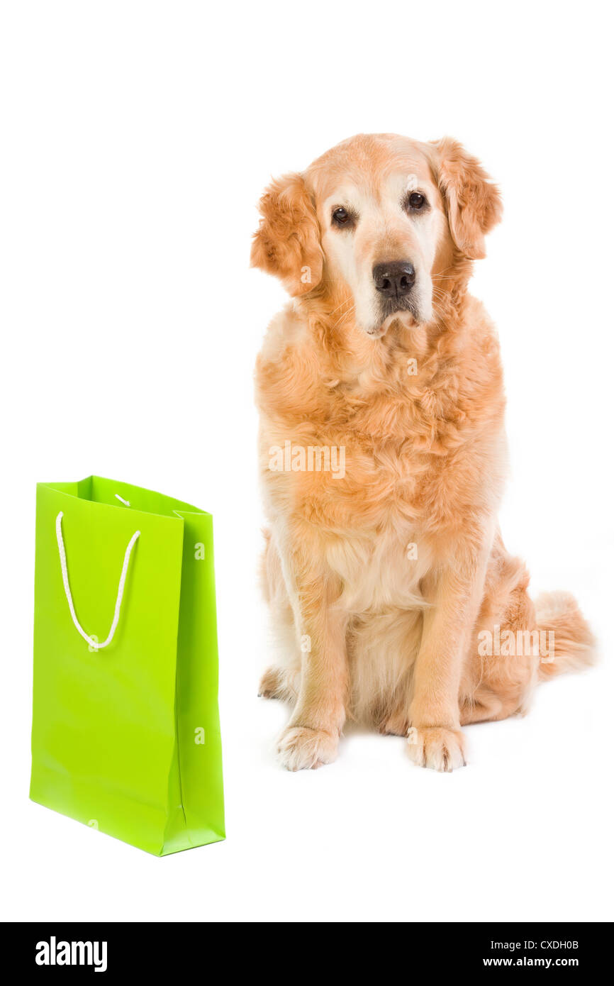 Golden retriever and green light bag Stock Photo