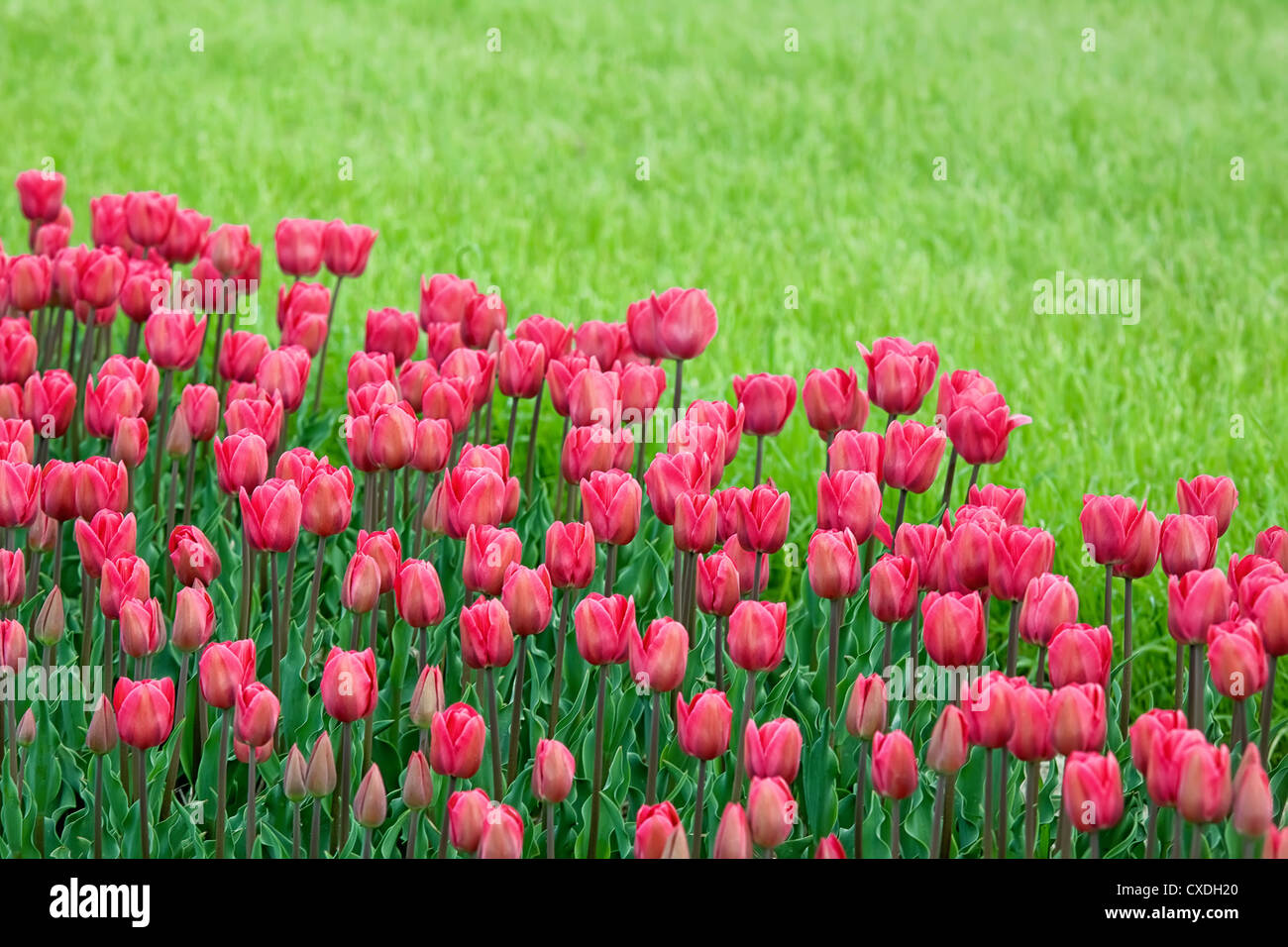 bed reds tulips in the garden Stock Photo