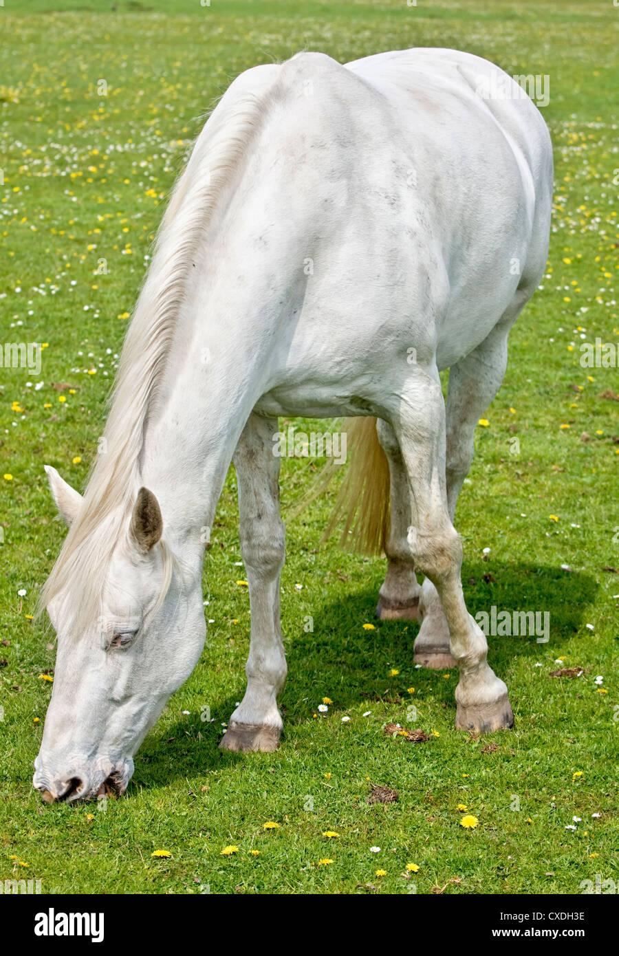 White horse on pasture Stock Photo - Alamy