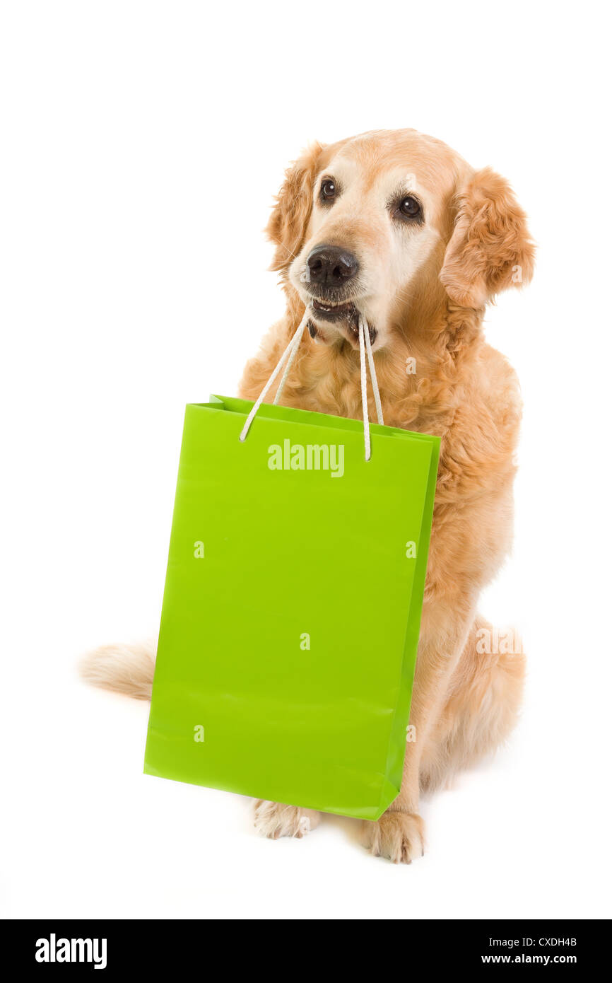 Golden retriever and green light bag Stock Photo