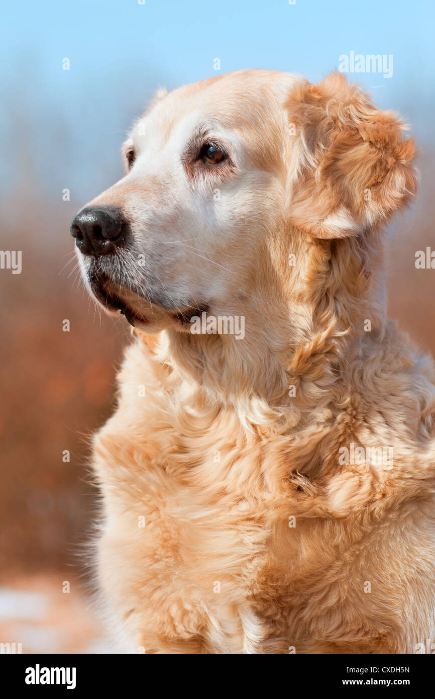 Golden retriever best sale runny nose