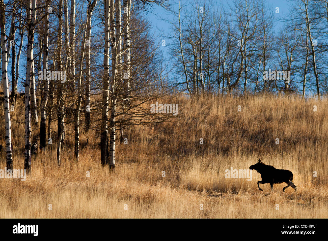 A moose (alces alces) trots across a field towards a stand of trees during a spring morning in Bragg Creek, Alberta, Canada. Stock Photo