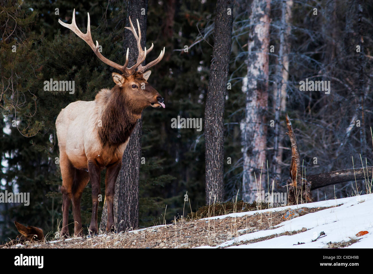 Elk with antlers hi-res stock photography and images - Alamy