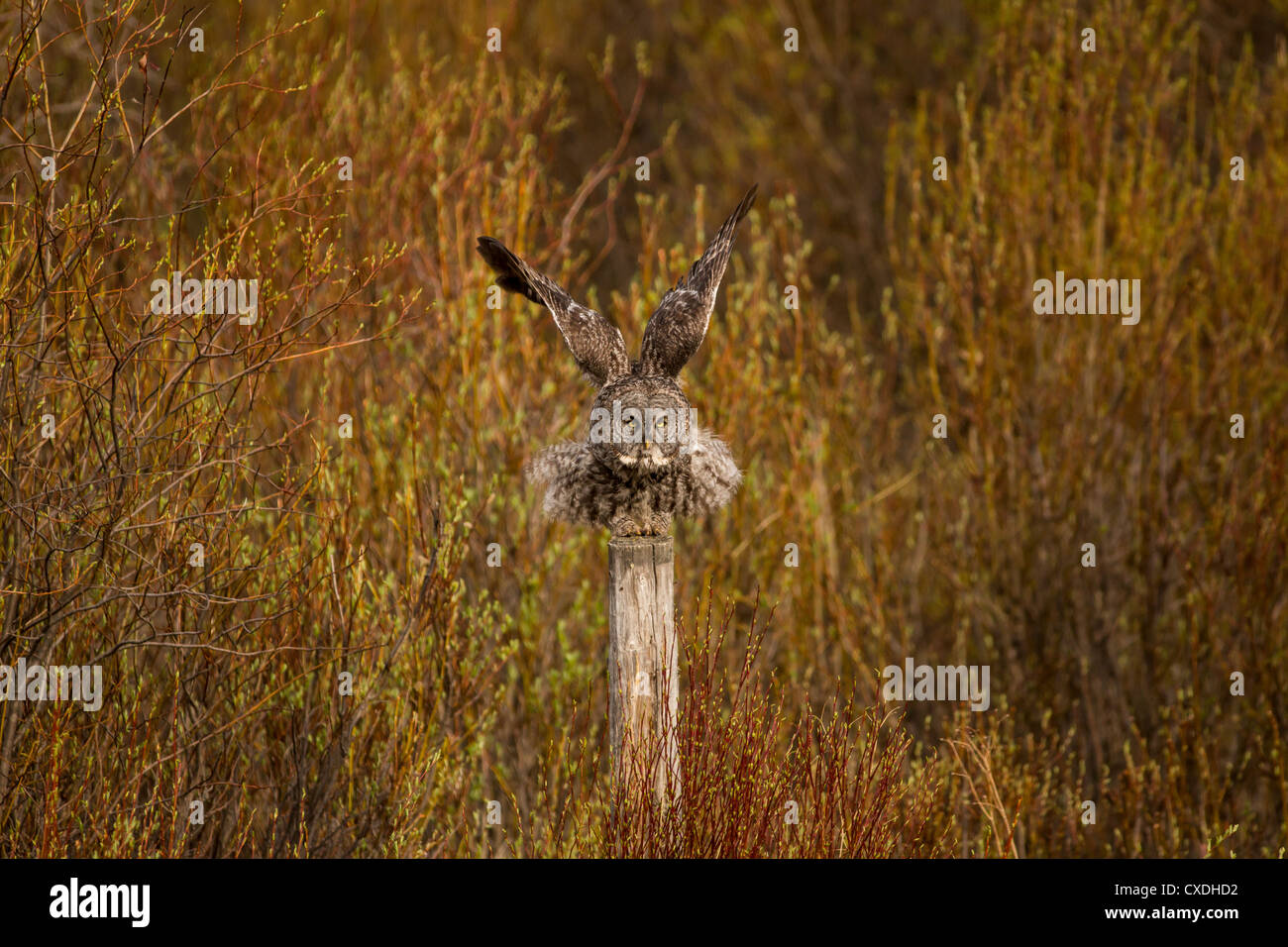 A Great Gray Owl (Strix nebulosa) flies around a weathered post on an early spring morning in Bragg Creek in Alberta, Canada. Stock Photo
