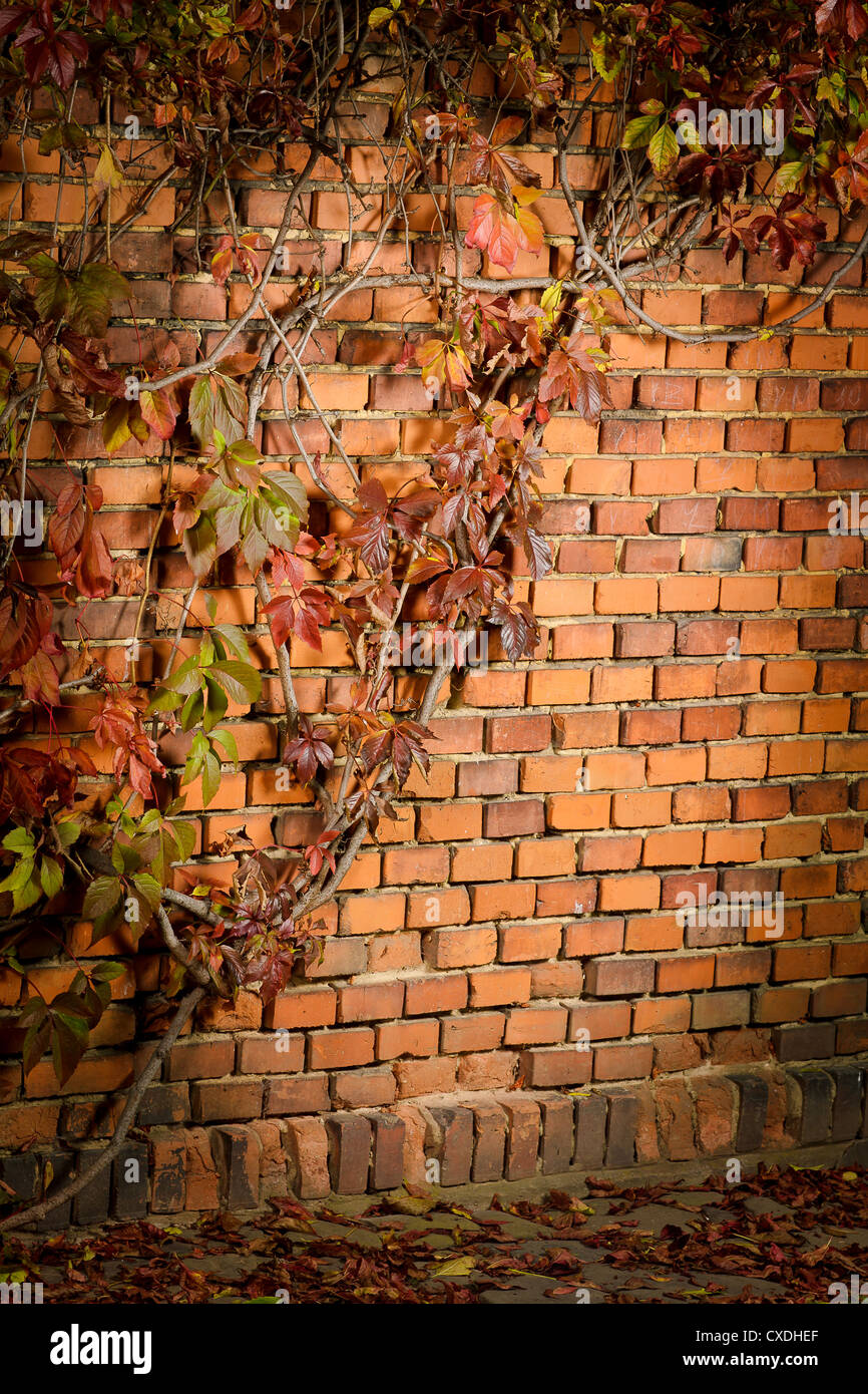 Ivy on the brick wall Stock Photo Alamy