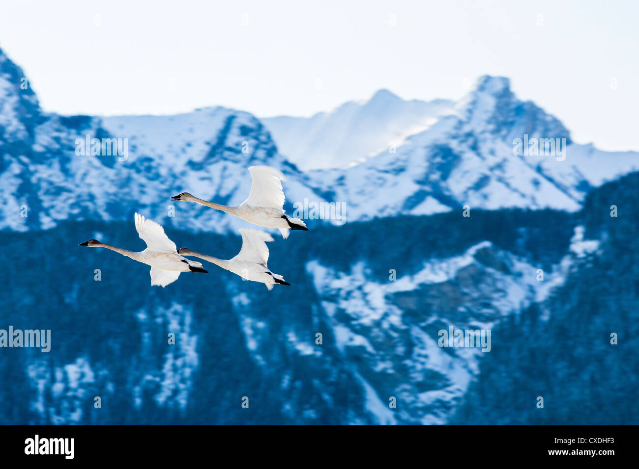 Swans fly through over Lac des Arcs in the Bow Valley in the Canadian Rocky Mountains near Banff, Alberta. Stock Photo