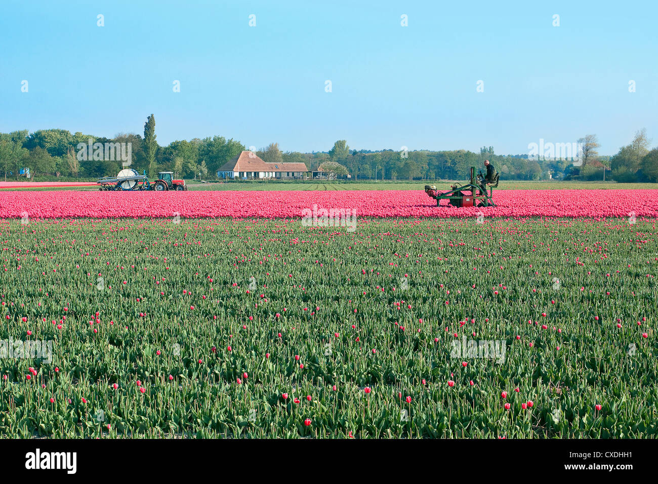 tractor afield in Holland that the truncated tulip Stock Photo