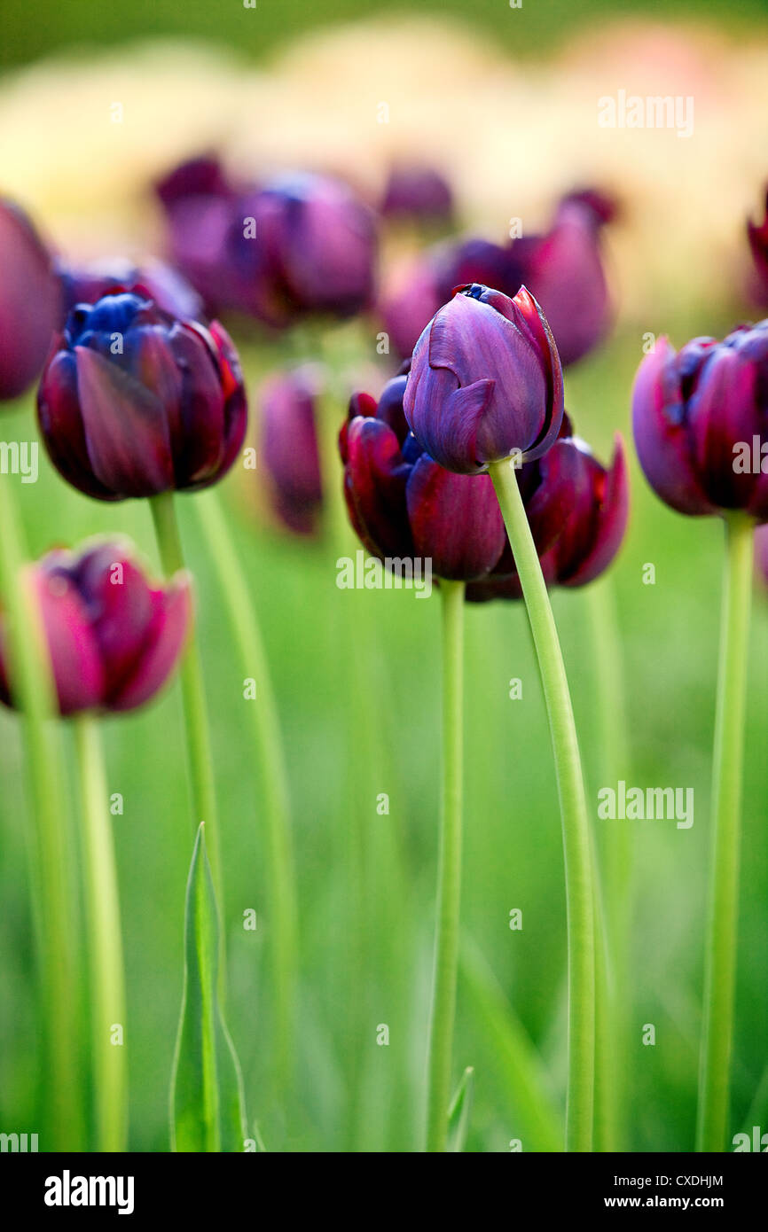 Beautiful spring tulips in garden Stock Photo