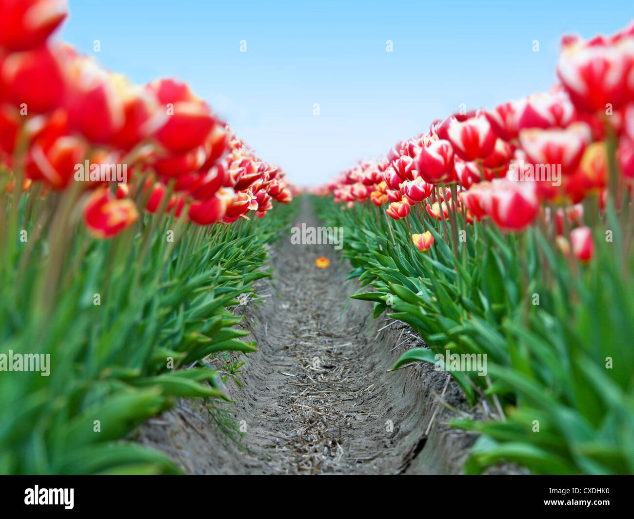 Field red white tulips in Netherlands  - shallow focus Stock Photo