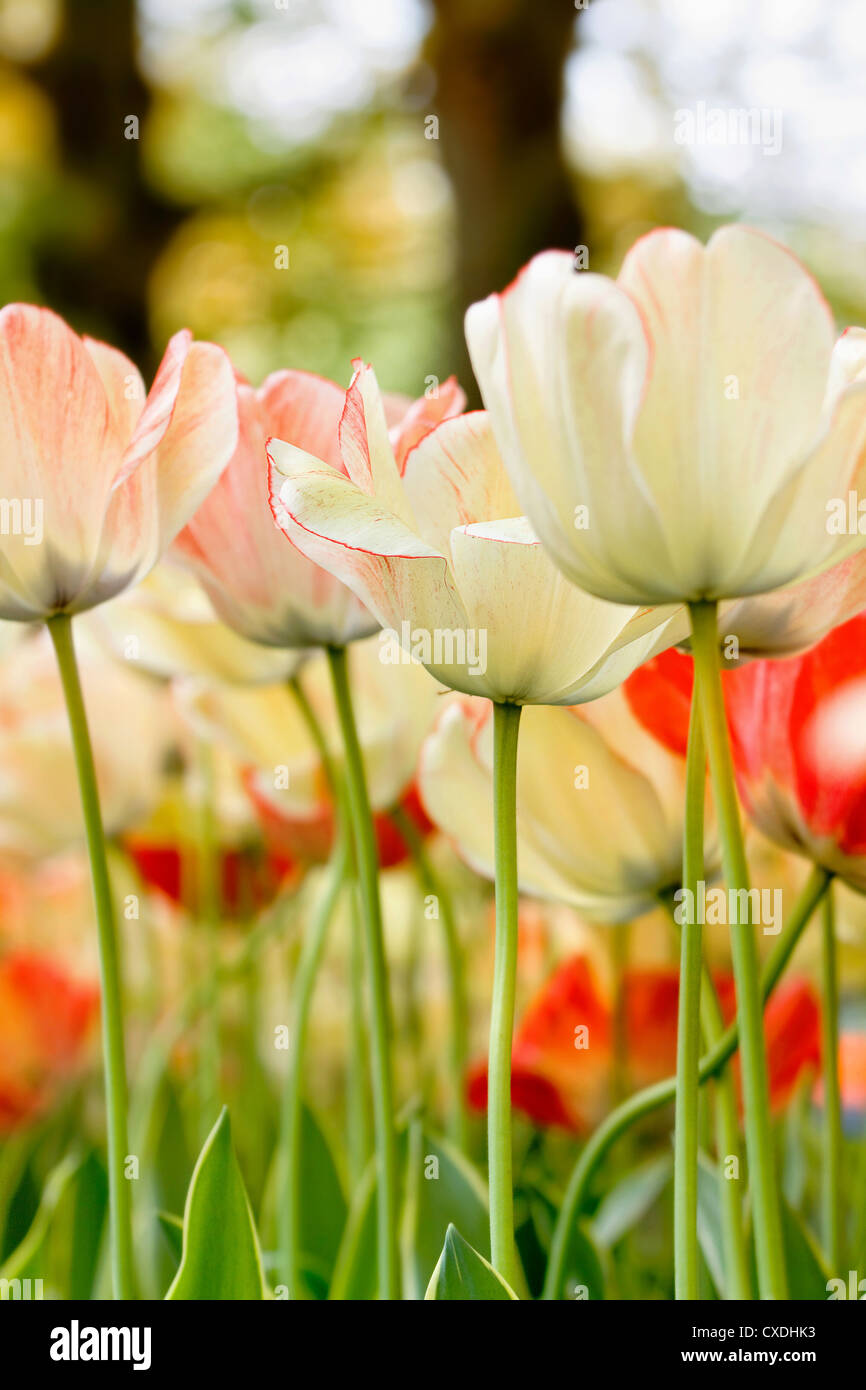 Detail color tulips Stock Photo