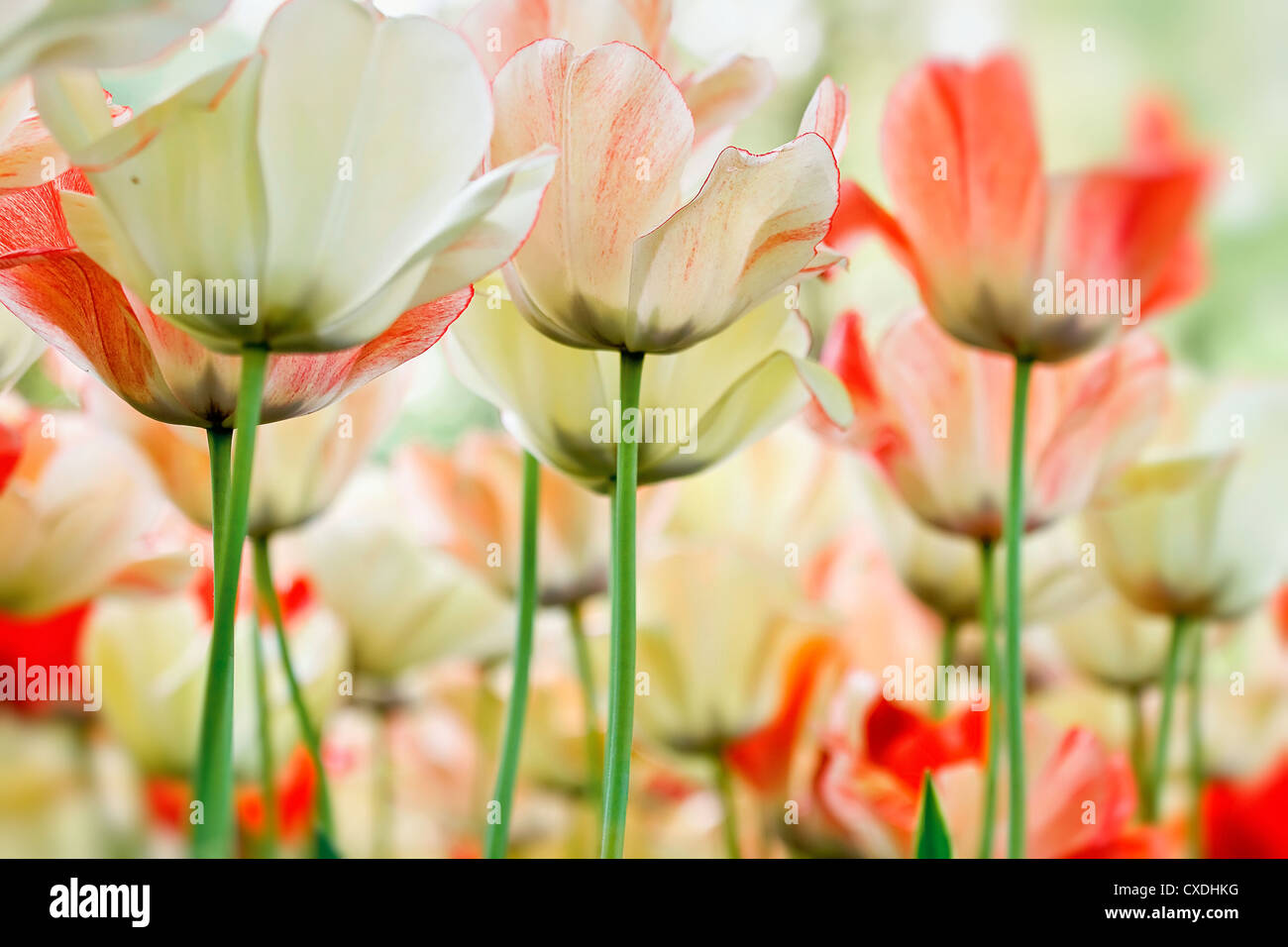 Close-up color tulips Stock Photo