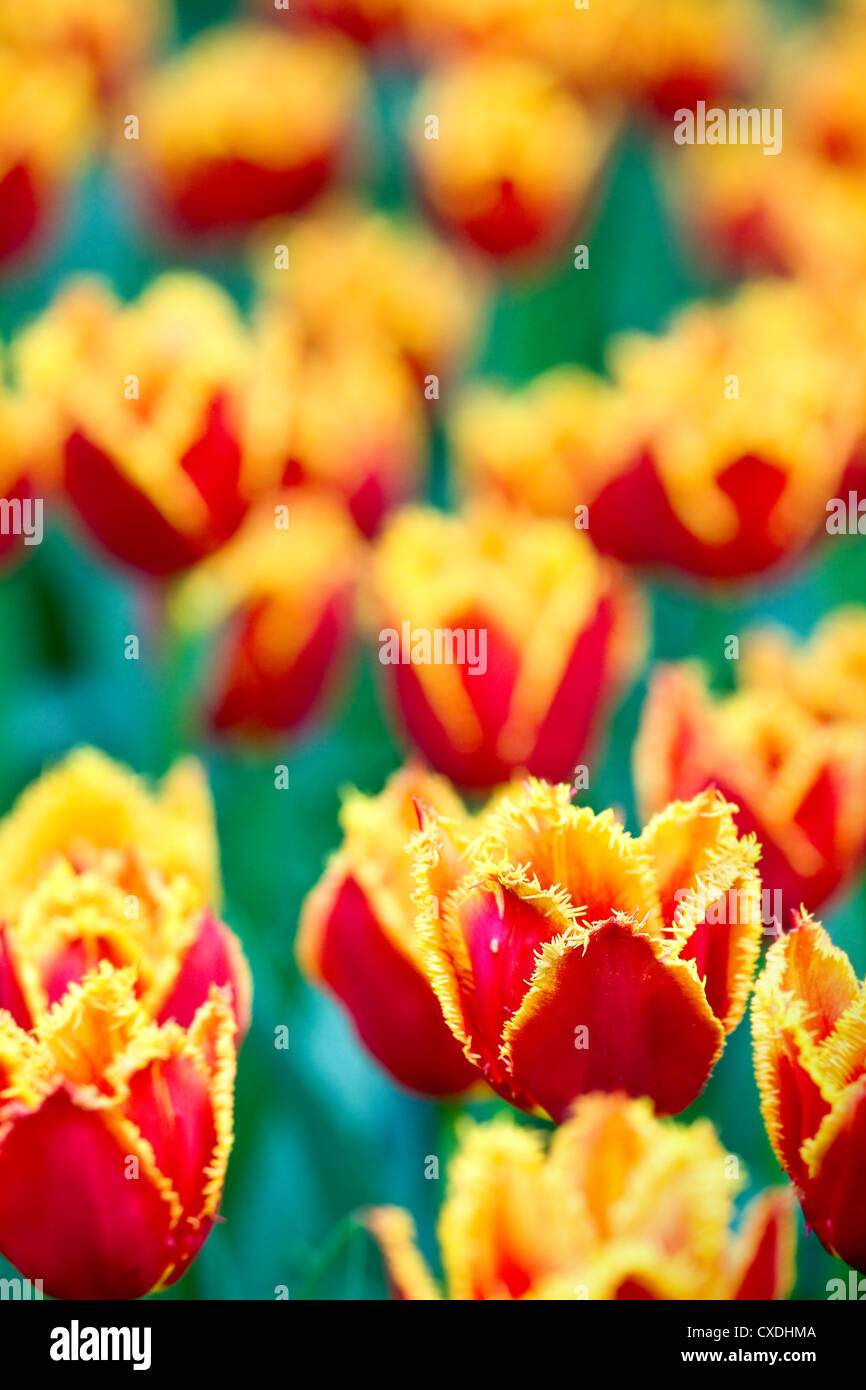 closeup field red - yellow tulips Stock Photo