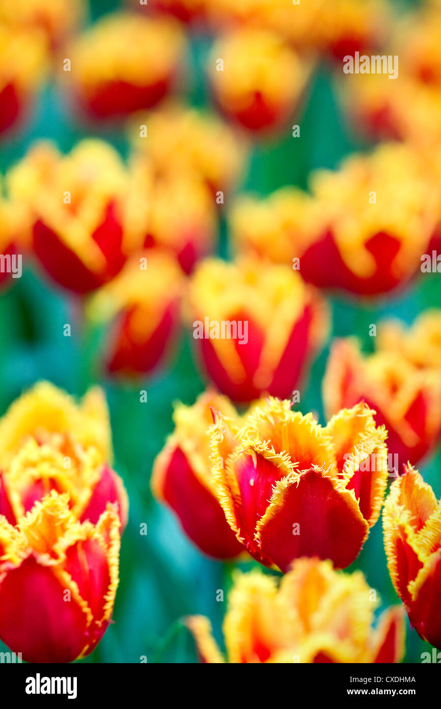 closeup field red - yellow tulips Stock Photo - Alamy