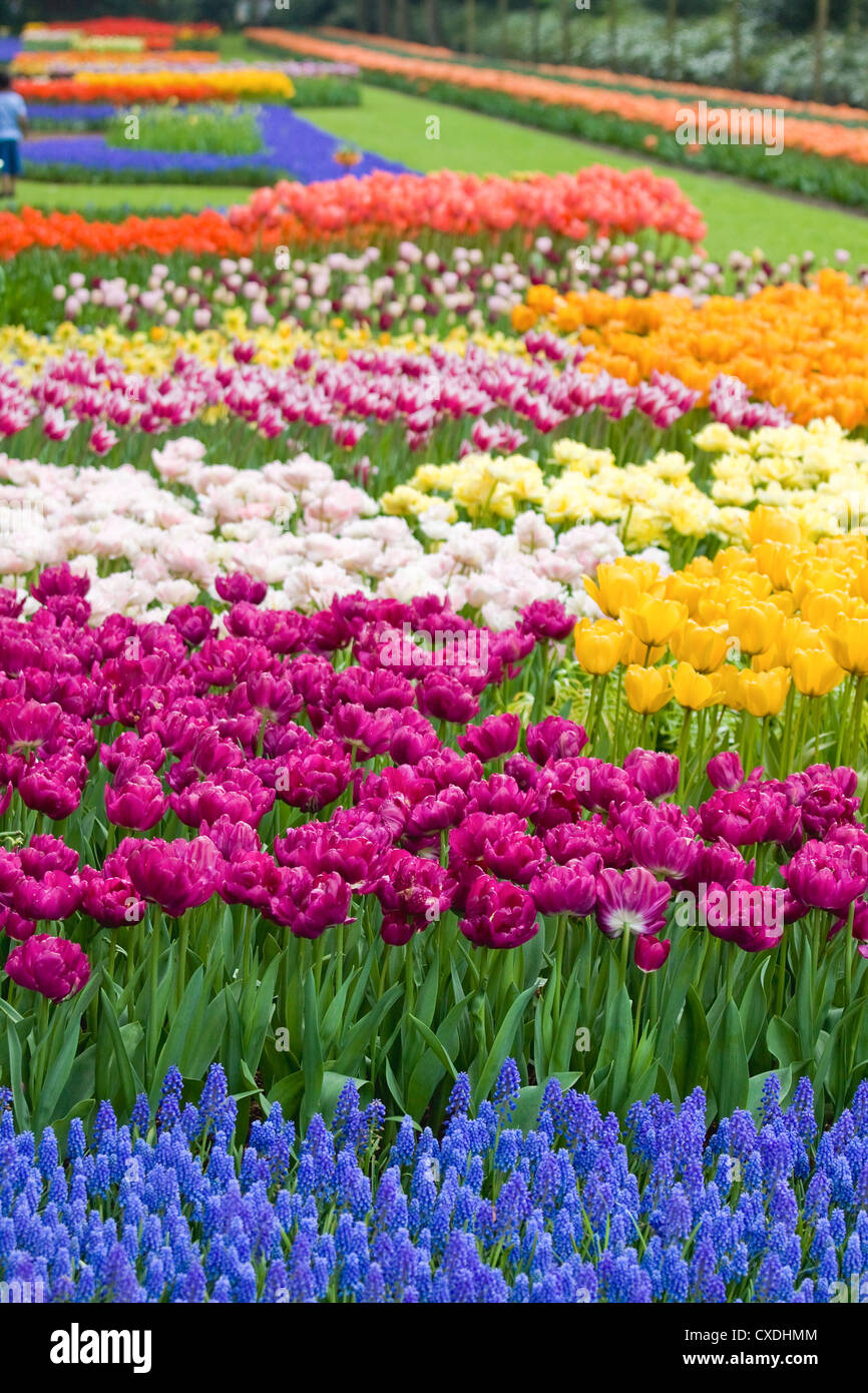 Beautiful garden of colorful flowers in spring - Keukenhof in the Netherlands Stock Photo
