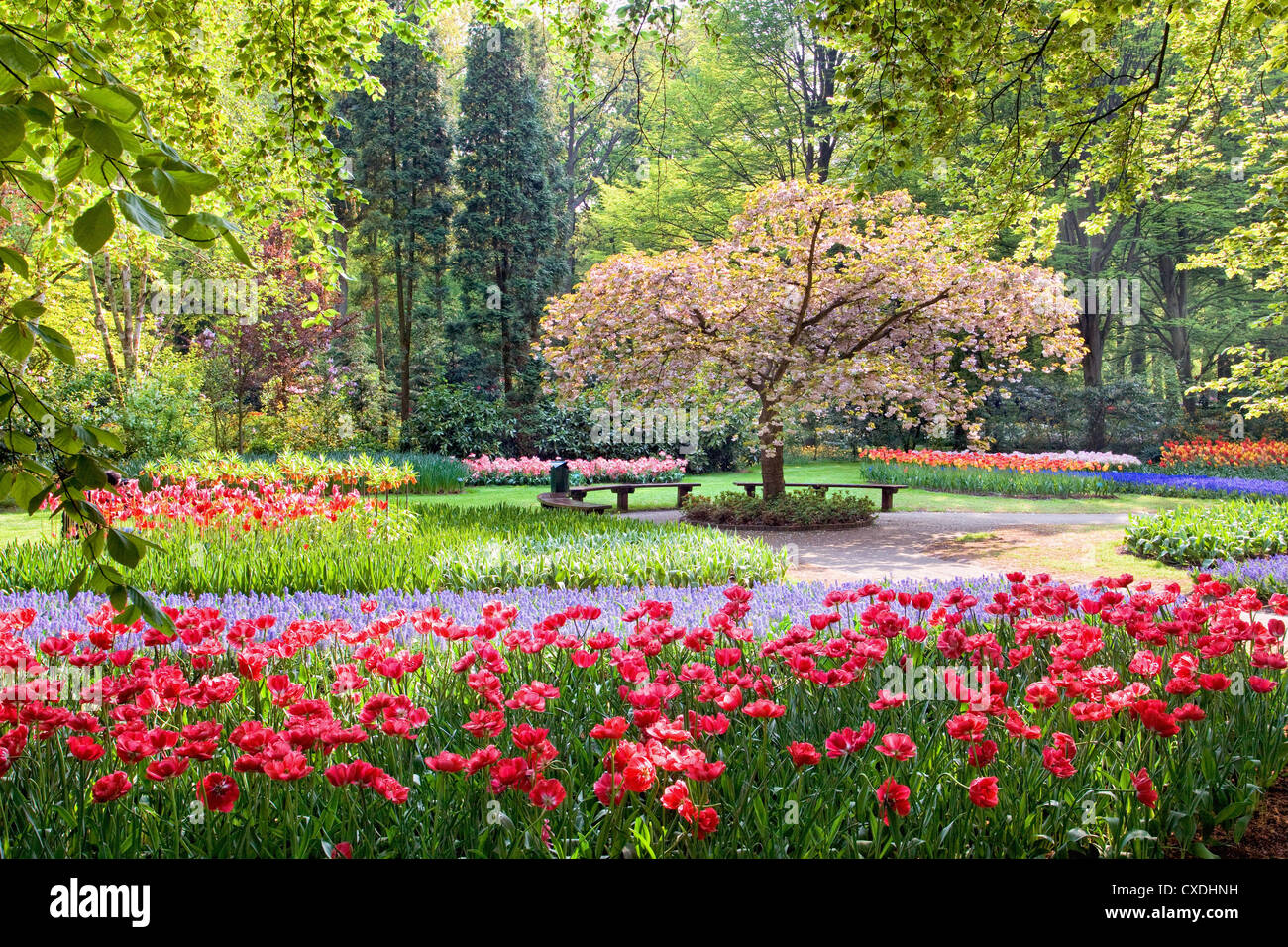 Beautia Tree beauty tree in bloom with bench on spring Stock Photo - Alamy